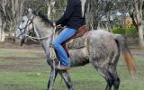 Quiet Blue Stock Horse Gelding + VIDEO+ on HorseYard.com.au (thumbnail)