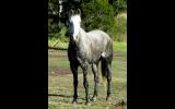 Quiet Blue Stock Horse Gelding + VIDEO+ on HorseYard.com.au (thumbnail)