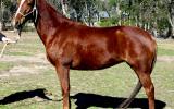 Easy Going Red QH Mare + VIDEO on HorseYard.com.au (thumbnail)