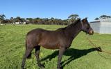Jasper- 14.2 Australian Riding Pony. on HorseYard.com.au (thumbnail)