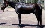 So Quiet Jet Black Stock Horse Gelding + VIDEO+ on HorseYard.com.au (thumbnail)