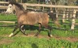 Pure Polish Mare - 'Zephyr' on HorseYard.com.au (thumbnail)