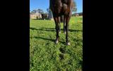 Jasper- 14.2 Australian Riding Pony. on HorseYard.com.au (thumbnail)