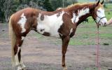 Dead Quiet Outstanding Paint QH Gelding  + VIDEO+ on HorseYard.com.au (thumbnail)