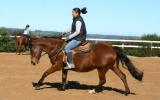 Super Safe Mare on HorseYard.com.au (thumbnail)