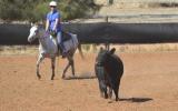 Jasper - 11 year old gelding for sale on HorseYard.com.au (thumbnail)