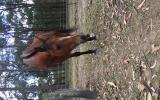 Stockhorse x, 5y/o on HorseYard.com.au (thumbnail)