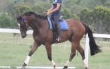 GORGEOUS QUIET TB GELDING on HorseYard.com.au (thumbnail)