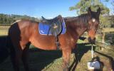 Lovely TB gelding on HorseYard.com.au (thumbnail)