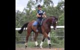 GORGEOUS QUIET TB GELDING on HorseYard.com.au (thumbnail)