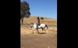 Jasper - 11 year old gelding for sale on HorseYard.com.au (thumbnail)