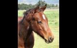 WEANLING HALTER QUALITY SOLID PAINT COLT on HorseYard.com.au (thumbnail)