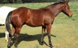 WEANLING HALTER QUALITY SOLID PAINT COLT on HorseYard.com.au (thumbnail)