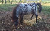 Stunning bay leopard colt...show stud awesome on HorseYard.com.au (thumbnail)