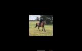 Eventing Prospect, 17 HH, 9YO, TB GELDING on HorseYard.com.au (thumbnail)