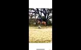 Eventing Prospect, 17 HH, 9YO, TB GELDING on HorseYard.com.au (thumbnail)