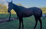 TB GELDING FOR SALE on HorseYard.com.au (thumbnail)