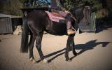 PAIR OF SUPER QUIET BLACK HORSES on HorseYard.com.au (thumbnail)