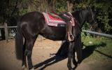 PAIR OF SUPER QUIET BLACK HORSES on HorseYard.com.au (thumbnail)