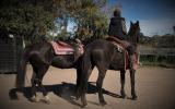 PAIR OF SUPER QUIET BLACK HORSES on HorseYard.com.au (thumbnail)