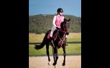 Stunning Eventer With Top Potential  on HorseYard.com.au (thumbnail)