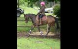 Sweet Australian Riding Pony - Urgent Sale on HorseYard.com.au (thumbnail)