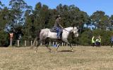 ASH Grey Gelding on HorseYard.com.au (thumbnail)