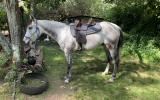 ASH Grey Gelding on HorseYard.com.au (thumbnail)