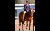 Perfect Allrounder on HorseYard.com.au (thumbnail)