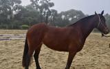 Welsh Cob Cross on HorseYard.com.au (thumbnail)