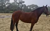 Welsh Cob Cross on HorseYard.com.au (thumbnail)