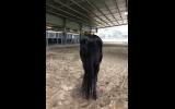 Striking Black Paint Mare on HorseYard.com.au (thumbnail)