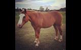 14.3hh heavyweight galloway 11yr old gelding on HorseYard.com.au (thumbnail)