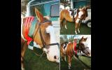 14.3hh heavyweight galloway 11yr old gelding on HorseYard.com.au (thumbnail)