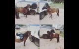 Sweet pony on HorseYard.com.au (thumbnail)