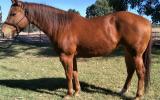 Reg QH Mare Must Sell all offers considered on HorseYard.com.au (thumbnail)