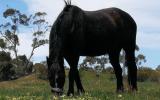 Riding Pony on HorseYard.com.au (thumbnail)