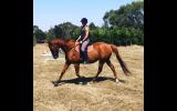 Dressage school master  on HorseYard.com.au (thumbnail)