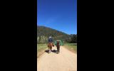 Bay Stockhorse x Gelding - Ride or Pack on HorseYard.com.au (thumbnail)