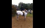 Jasper - 11 year old gelding for sale on HorseYard.com.au (thumbnail)