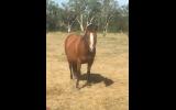 Ima Sweet Dmac on HorseYard.com.au (thumbnail)