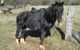 SHOW QUALITY WELSH C GELDING on HorseYard.com.au (thumbnail)