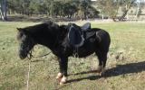 SHOW QUALITY WELSH C GELDING on HorseYard.com.au (thumbnail)