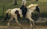 Pretty 3yr Paint Filly on HorseYard.com.au (thumbnail)