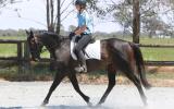  Lovely quiet project mare on HorseYard.com.au (thumbnail)