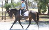  Lovely quiet project mare on HorseYard.com.au (thumbnail)