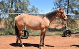 QH x appaloosa filly on HorseYard.com.au (thumbnail)