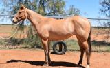 QH x appaloosa filly on HorseYard.com.au (thumbnail)