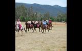 Quarter horse Arab gelding on HorseYard.com.au (thumbnail)