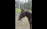 Chalay JD on HorseYard.com.au (thumbnail)